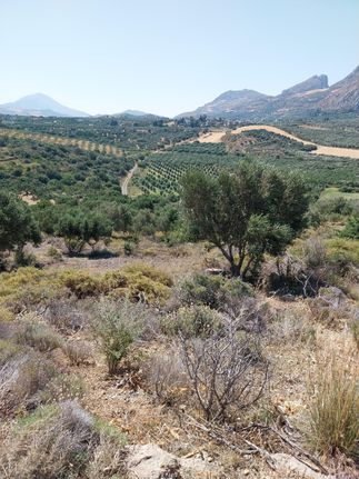 Αγροτεμάχια 5.000 τ.μ. για πώληση, Ν. Ρεθύμνου, Φοινίκας