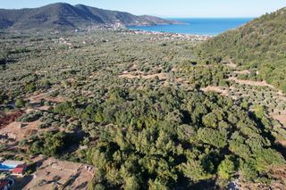 Αγροτεμάχια 3.187 τ.μ. για πώληση