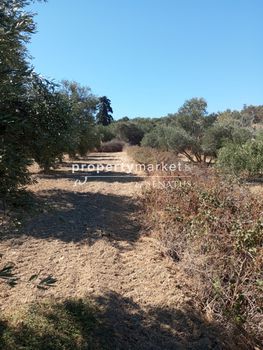 Parcel 3.000sqm for sale-Arkadi » Mesi