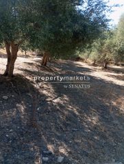 Αγροτεμάχια 3.000 τ.μ. για πώληση, Ν. Ρεθύμνου, Αρκάδι-thumb-6