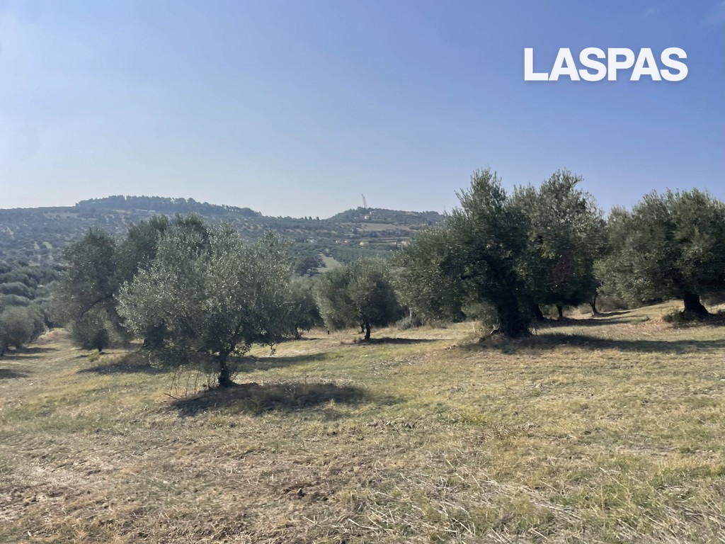 Αγροτεμάχια 10.000 τ.μ. προς πώληση, Καλάνδρα