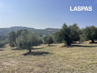 Αγροτεμάχια 10.000 τ.μ. για πώληση