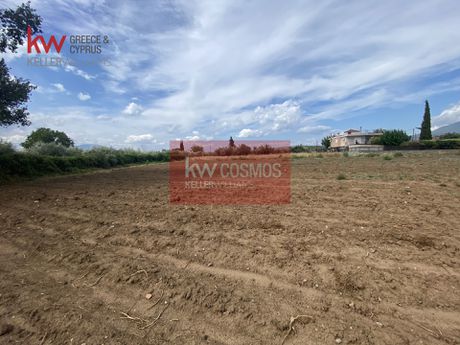 Αγροτεμάχια 4.174τ.μ. για πώληση-Μεσσαπία