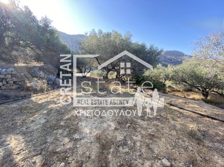 Αγροτεμάχια 4.000 τ.μ. για πώληση