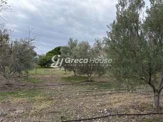 Οικόπεδο 8.000 τ.μ. για πώληση, Αργολίδα, Ερμιόνη-thumb-8