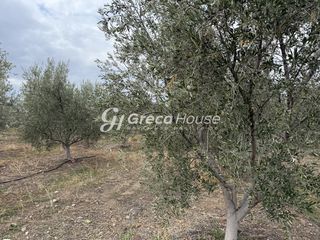 Οικόπεδο 8.000 τ.μ. για πώληση, Αργολίδα, Ερμιόνη-thumb-3