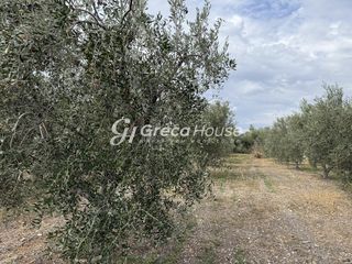 Οικόπεδο 8.000 τ.μ. για πώληση, Αργολίδα, Ερμιόνη-thumb-22