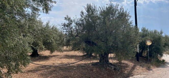 Οικόπεδο 1.026 τ.μ. προς πώληση, Πυργιώτικα
