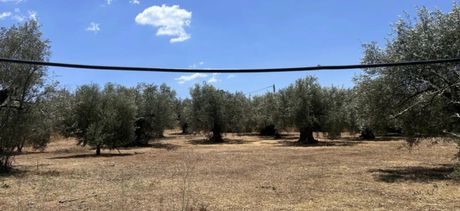 Οικόπεδο 1.026τ.μ. για πώληση-Ναύπλιο » Πυργιώτικα