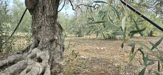 Οικόπεδο 1.026 τ.μ. προς πώληση, Πυργιώτικα-thumb-5