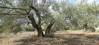 Οικόπεδο 1.026 τ.μ. προς πώληση, Πυργιώτικα-thumb-6