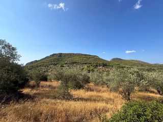 Αγροτεμάχια 6.500 τ.μ. για πώληση, Αργολίδα, Κρανίδι-thumb-14