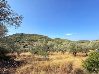 Αγροτεμάχια 6.500 τ.μ. για πώληση, Αργολίδα, Κρανίδι-thumb-22
