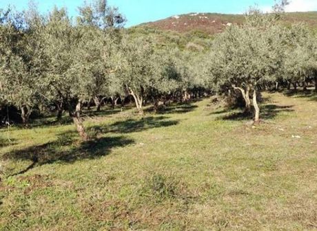 Αγροτεμάχια 15.157τ.μ. για πώληση-Φιλιατρά