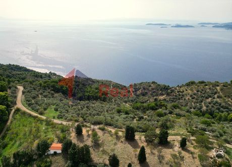 Αγροτεμάχια 4.118τ.μ. για πώληση-Σκόπελος