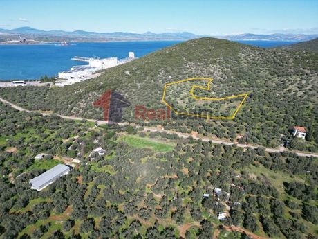 Αγροτεμάχια 9.377τ.μ. για πώληση-Σούρπη