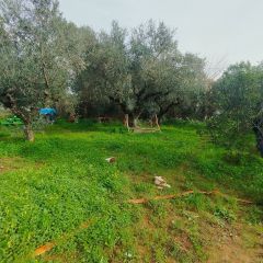 Μονοκατοικία 73 τ.μ. προς πώληση, Αίθαια-thumb-24
