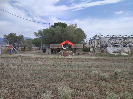 Αγροτεμάχια 6.650 τ.μ. για πώληση