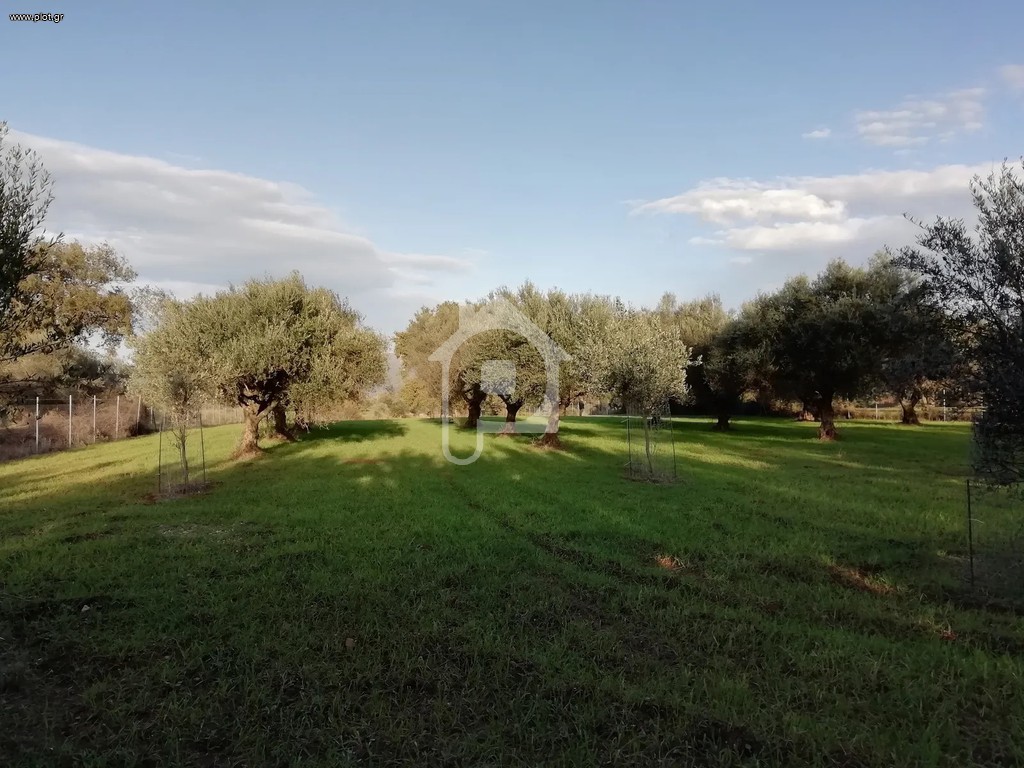 Αγροτεμάχια 6.163 τ.μ. προς πώληση, Κάτω Μαζαράκι
