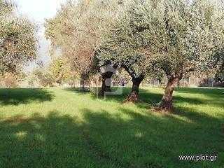 Αγροτεμάχια 6.163 τ.μ. προς πώληση, Κάτω Μαζαράκι