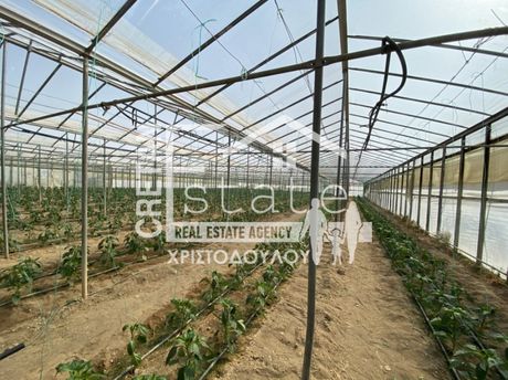 Αγροτεμάχια 4.200 τ.μ. για πώληση