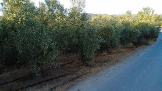 Οικόπεδο 9.296 τ.μ. για πώληση, Μεσσηνία, Αυλώνα-thumb-9