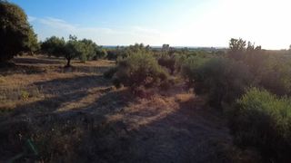 Οικόπεδο 9.296 τ.μ. για πώληση, Μεσσηνία, Αυλώνα-thumb-11