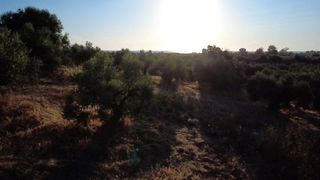 Οικόπεδο 9.296 τ.μ. για πώληση, Μεσσηνία, Αυλώνα-thumb-14