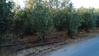 Οικόπεδο 9.296 τ.μ. για πώληση, Μεσσηνία, Αυλώνα-thumb-15