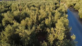Οικόπεδο 9.296 τ.μ. για πώληση, Μεσσηνία, Αυλώνα-thumb-10
