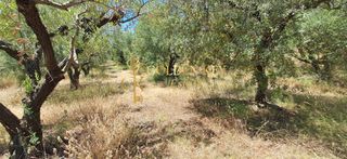 Αγροτεμάχια 6.000 τ.μ. για πώληση, Ν. Καβάλας, Ελευθερές-thumb-8