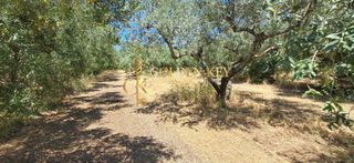 Αγροτεμάχια 6.000 τ.μ. για πώληση, Ν. Καβάλας, Ελευθερές-thumb-13