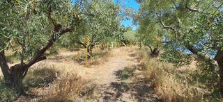 Αγροτεμάχια 6.000 τ.μ. για πώληση, Ν. Καβάλας, Ελευθερές-thumb-6