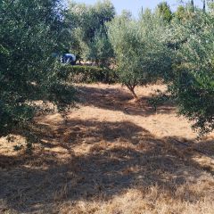 Οικόπεδο 742 τ.μ. για πώληση, Μεσσηνία, Μεσσήνη-thumb-8