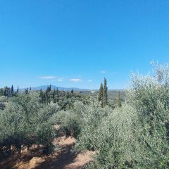Οικόπεδο 742 τ.μ. για πώληση, Μεσσηνία, Μεσσήνη-thumb-6