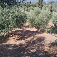 Οικόπεδο 742 τ.μ. για πώληση, Μεσσηνία, Μεσσήνη-thumb-3