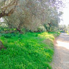 Land plot 885 sqm for sale, Messinia, Arfara-thumb-2