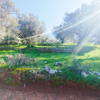 Land plot 885sqm for sale-Arfara