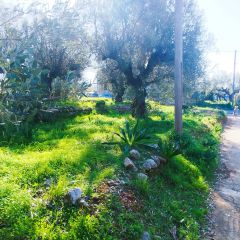 Land plot 885 sqm for sale, Messinia, Arfara-thumb-3