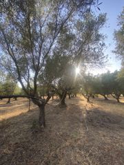 Αγροτεμάχια 2.620 τ.μ. για πώληση, Μεσσηνία, Αρφαρά-thumb-19