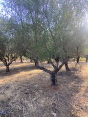 Αγροτεμάχια 2.620 τ.μ. για πώληση, Μεσσηνία, Αρφαρά-thumb-7