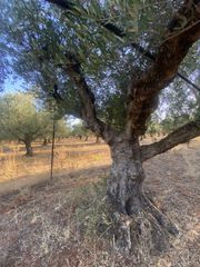 Αγροτεμάχια 2.620 τ.μ. για πώληση, Μεσσηνία, Αρφαρά-thumb-17