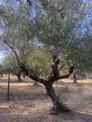 Αγροτεμάχια 2.620 τ.μ. για πώληση, Μεσσηνία, Αρφαρά-thumb-8