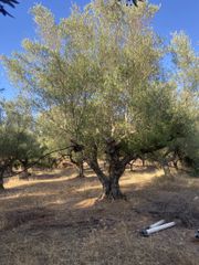 Αγροτεμάχια 2.620 τ.μ. για πώληση, Μεσσηνία, Αρφαρά-thumb-14