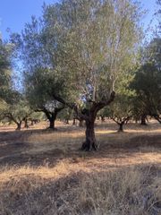 Αγροτεμάχια 2.620 τ.μ. για πώληση, Μεσσηνία, Αρφαρά-thumb-9