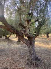 Αγροτεμάχια 2.620 τ.μ. για πώληση, Μεσσηνία, Αρφαρά-thumb-10