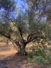 Αγροτεμάχια 2.620 τ.μ. για πώληση, Μεσσηνία, Αρφαρά-thumb-12