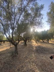 Αγροτεμάχια 2.620 τ.μ. για πώληση, Μεσσηνία, Αρφαρά-thumb-21