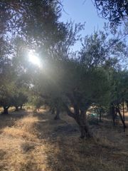 Αγροτεμάχια 2.620 τ.μ. για πώληση, Μεσσηνία, Αρφαρά-thumb-2