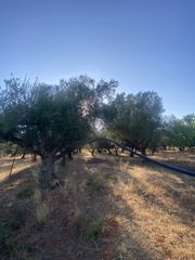 Αγροτεμάχια 2.620 τ.μ. για πώληση, Μεσσηνία, Αρφαρά-thumb-25